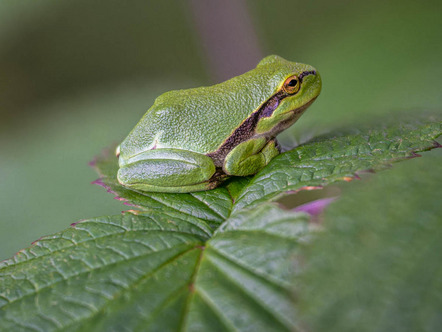 Klein Günter - Fotorebellen - Laubfrosch - Annahme