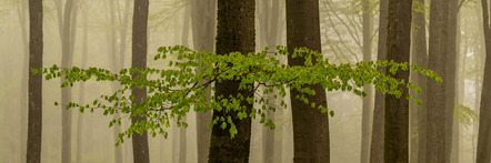 2. Platz - Mayer Michael - Fotoclub Mindelheim - Frühling im Wald - Urkunde