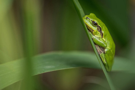 Ernszt Peter - AKF Kaufbeuren - Tree frog - Annahme