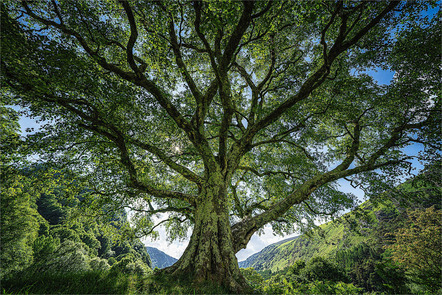 Behrendt Michael - Fotoclub Schrobenhausen - Glendalough - Annahme