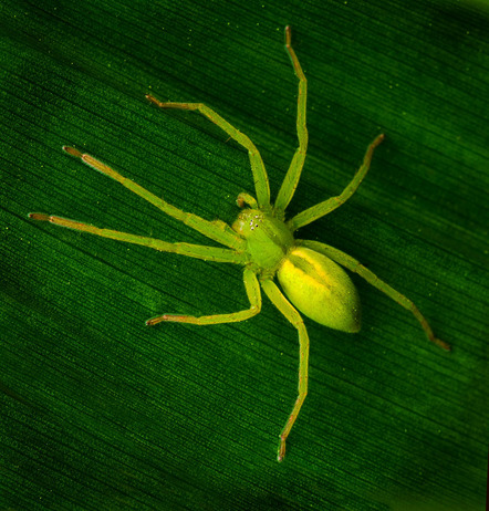 Peks Heinz - Fotokreis Schwanfeld - Spinne7 - Annahme