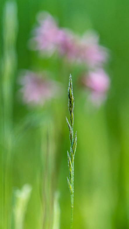 Jauernig Claus-D. - Fotokreis Schwanfeld - Natur pur - Annahme