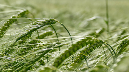 Heinrigs Wolfgang - Fotoclub Erding - Weizenfeld - Annahme