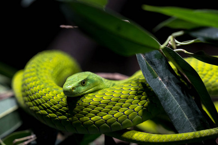 Kaminski Ralf - Fotoclub Bad Neustadt - Grüne Mamba - Annahme