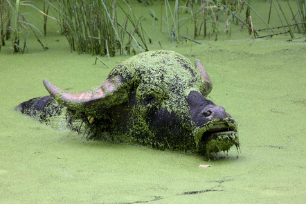 Hetterich Matthias - Fotokreis Schwanfeld - Wasserbüffel - Annahme