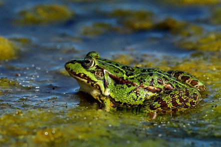 Hacker Erich - Film- und Fotoclub Herrieden e.V. - Teichfrosch - Annahme