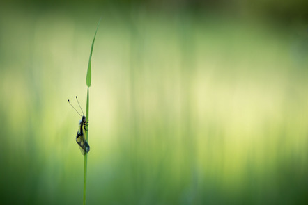 Carsten Gieselmann - My stalk is my castle