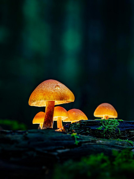 Lindau Christoph - Fotoclub Mindelheim - Magic Mushroom - Annahme