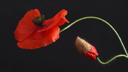 Tanzer Erika - Fotofreunde Wiggensbach - Klatschmohn - Annahme