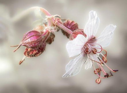 Ernszt Carola - AKF Kaufbeuren - Geranium - Urkunde