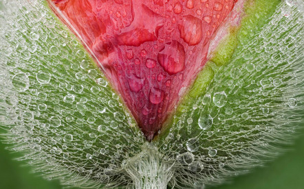 Elster Wolfgang - VHS Fotogruppe Dillingen - Mohn - Urkunde