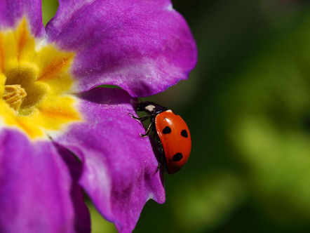 Kunz Ben - Rainer Fotofreunde e.V. - Ladybug - Urkunde