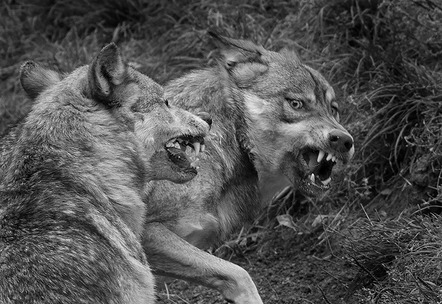 Peks Sven - Fotokreis Schwanfeld - Rangordnung