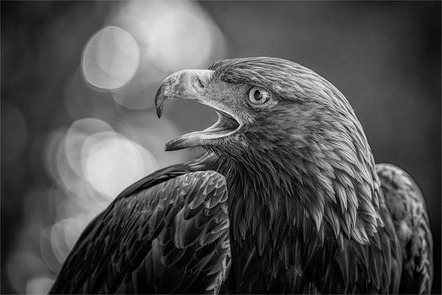 Behrendt Michael - Fotoclub Schrobenhausen - Adler  - Medaille