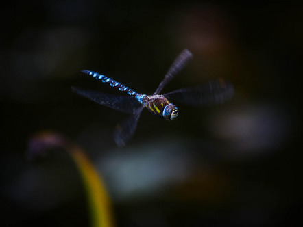 Fleischmann Ronja Louisa - Fotoclub 70 Sonneberg - Blue dragonfly - Annahme