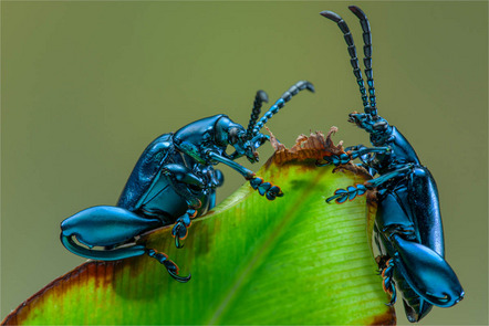 Preuss Alfred - Direktmitglied Bayern - Frogbeetle twins - Annahme