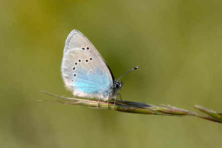 Hetterich Matthias - Fotokreis Schwanfeld - Bläuling - Annahme