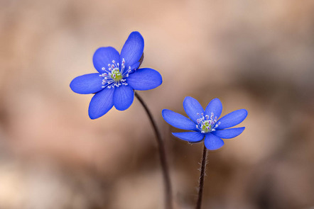 Klein Günter - Fotorebellen - Leberblume - Annahme