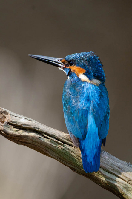 Paul-Prößler Armin - Fotofreunde Wiggensbach - Eisvogel - Annahme