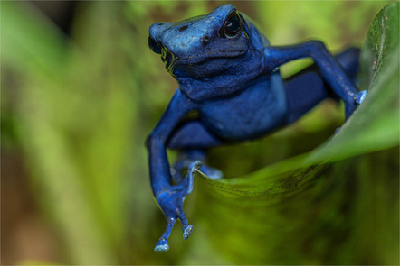 Preuss Alfred - Direktmitglied Bayern - Blauer Pfeilgiftfrosch - Annahme