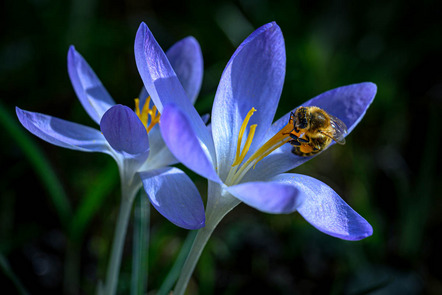 Hauffe Thomas  - Fotoclub Miltenberg e.V. - Krokus - Annahme