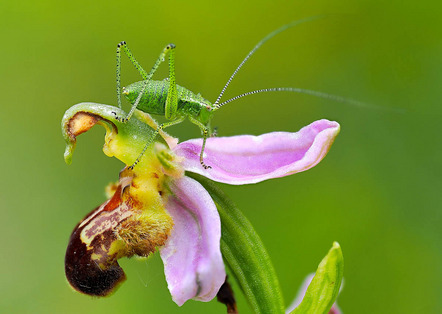 Lippert Helmut - Fotofreunde Wertheim - Bienenragwurzbesucher - Annahme