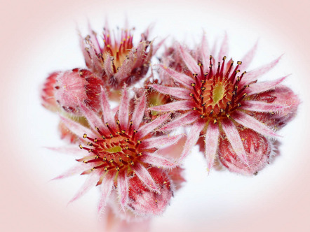 Späth-Pleyer Margit - Studio Bahnhof 8 - Sempervivum - Annahme