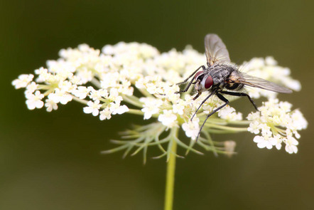 Hetterich Matthias - Fotokreis Schwanfeld - Fliege - Annahme