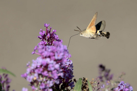 Hetterich Matthias - Fotokreis Schwanfeld - Taubenschwänzchen (Macroglossum stellatarum) - Annahme