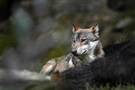 Peks Heinz - Fotokreis Schwanfeld - Wolf2 - Annahme