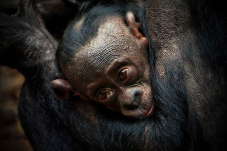 Schreck Jürgen - Fotofreunde Wertheim - Bonobo Baby - Annahme