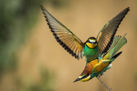 Ernszt Peter - AKF Kaufbeuren - Bee-eater copulation - Annahme