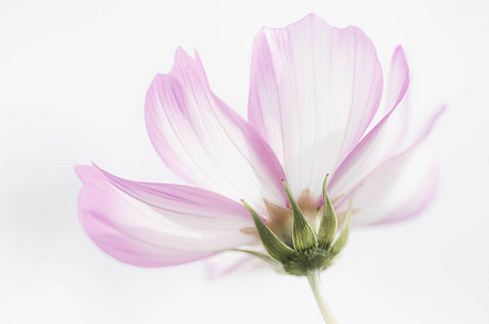 3. Platz - Behrendt Michael - Fotoclub Schrobenhausen - Zarte Schönheit - Urkunde