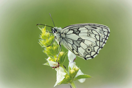 Peks Heinz - Fotokreis Schwanfeld - Melanargia galathea - Annahme