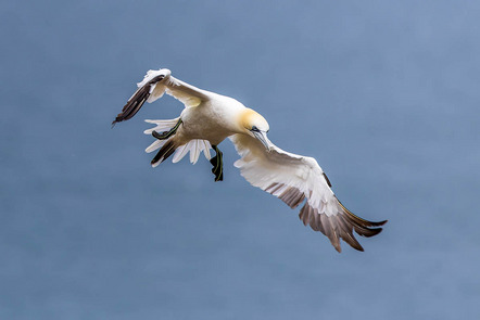 Schmidt Petra - Fotogruppe Blickwinkel Wertingen - Basstölpel im Landeanflug - Annahme