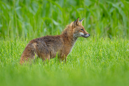 Klein Günter - Fotorebellen - Rotfuchs - Annahme