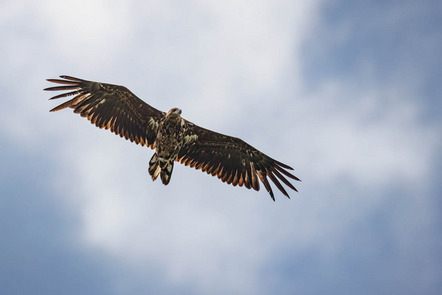 Jojko Peter - Direktmitglied Bayern - Seeadler - Annahme