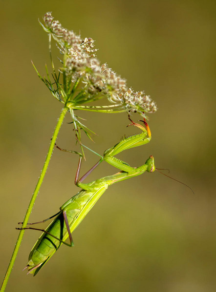 Ullrich Bernd - Fotoclub Miltenberg e.V. - European Mantis - Annahme