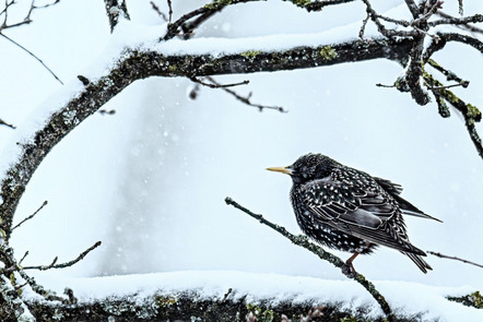 Kopf Michael - Direktmitglied BAYERN - Winterstar - Annahme