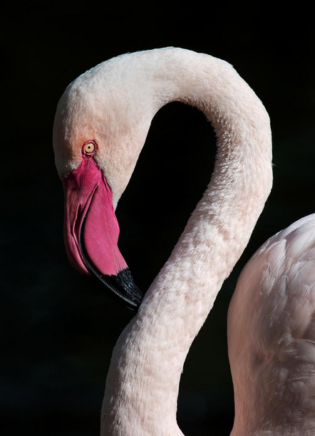 Weigel Friedrich - Film- und Fotoclub Herrieden e.V. - Flamingo - Annahme