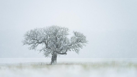 Christ Torsten - Film- und Fotoclub Herrieden e.V. - Winterbaum - Annahme