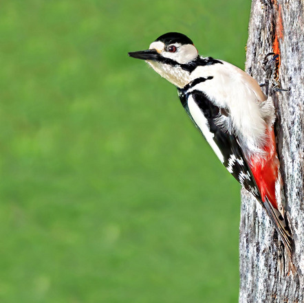 Gabler Martin - Fotofreunde Wiggensbach - Buntspecht - Annahme