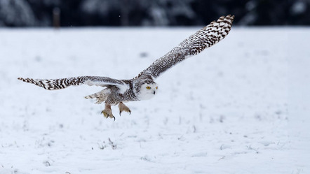 Walch Michael - Direktmitglied Bayern - Schneeeule - Annahme