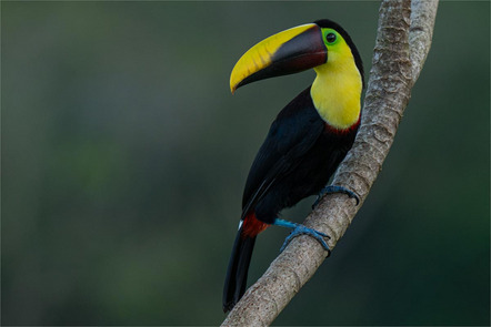 Preuß Alfred - Direktmitglied Bayern - Chestnut-mandibled Toucan - Annahme