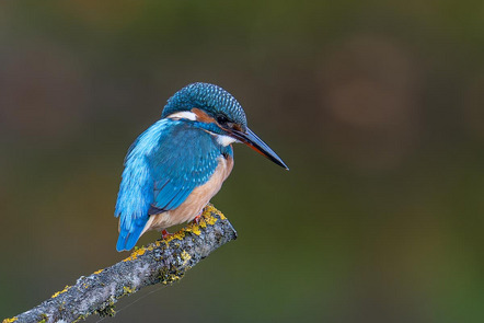 Seichter Roland - Fotoclub Kaufbeuren - Eisvogel - Annahme