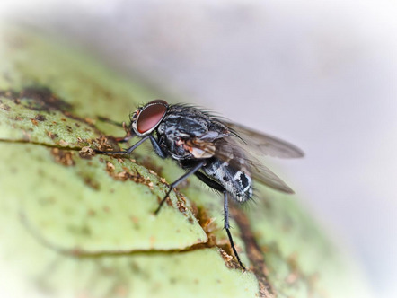 Kunz Sylvie  - Rainer Fotofreunde e.V. - Fliege  - Annahme