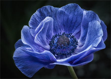 Behrendt Michael - Fotoclub Schrobenhausen - Anemone - Annahme