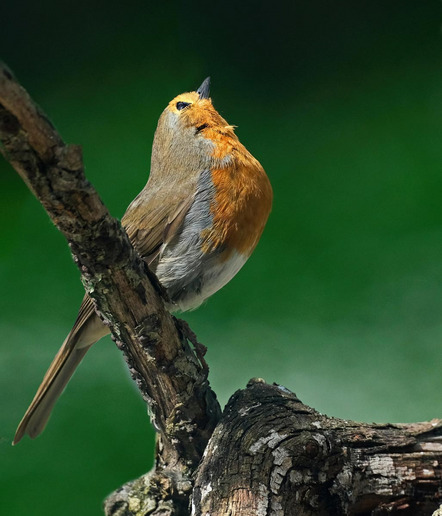 Kürbiß Gottfried - fotoclub würzburg - Rotkehlchen - Annahme