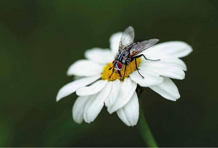 Peks Heinz - Fotokreis Schwanfeld - Cyclorrhapha - Annahme