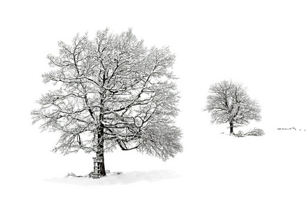 Gabler Martin - Fotofreunde Wiggensbach - winterliche Nebelstimmung - Annahme